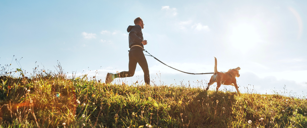 A dog walking well on a leash after dog leash training