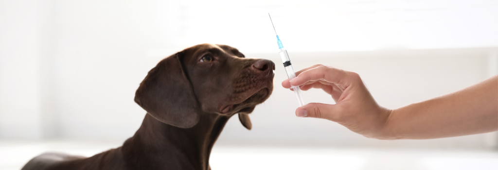 Dog receiving a vaccination.