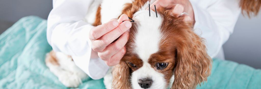 Veterinary acupuncture on a dog