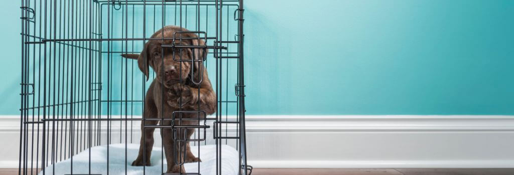 A puppy in a crate for dog crate training