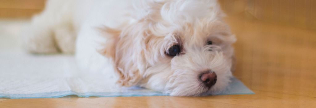 Puppy on a potty pad to help with potty training a puppy