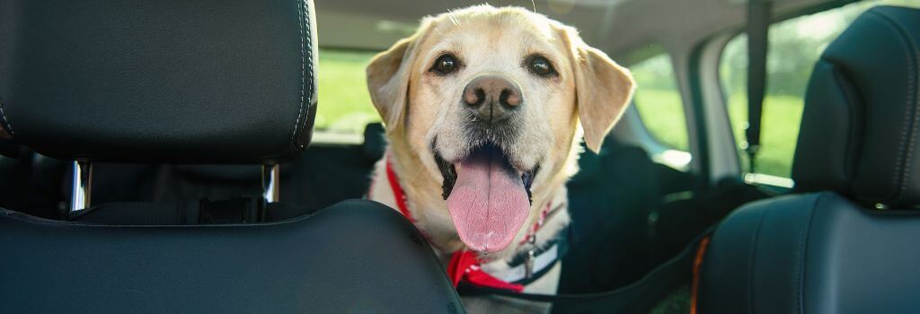 Dog in a car with dog road trip essentials