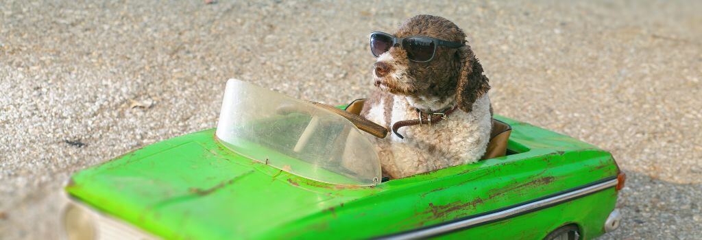 Dog in a car with dog road trip essentials