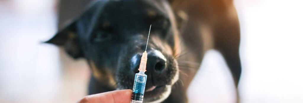Dog and vaccine