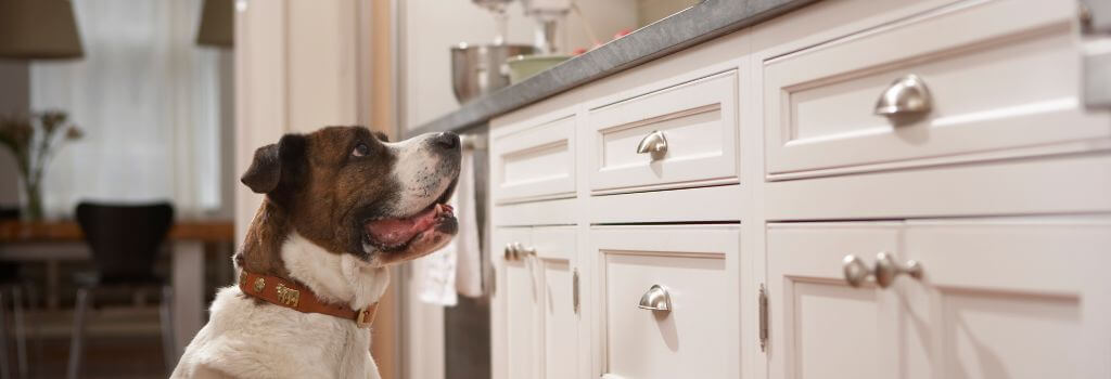 Dog looking up at counter where toxic medications may be present