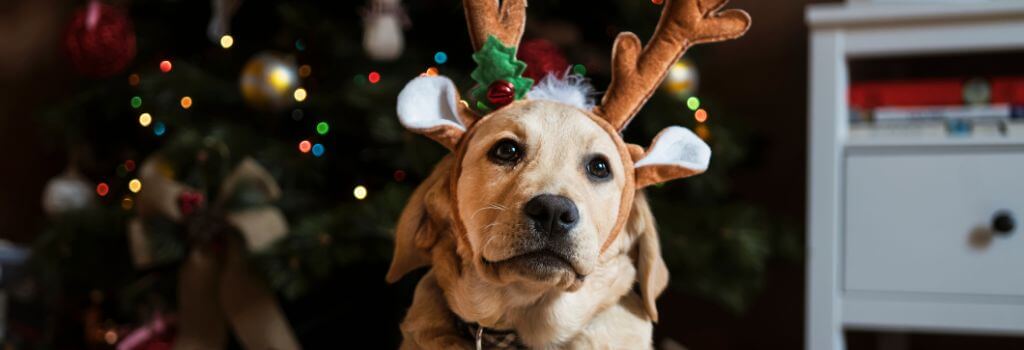 Dog dressed as a reindeer for the holidays