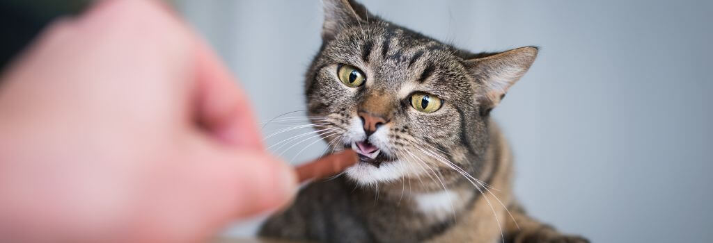 Cat eating cat treat from owners hand