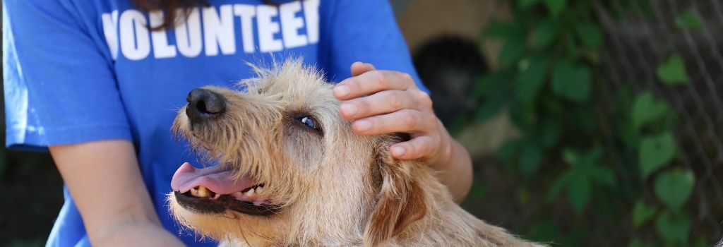 Volunteer at an animal shelter holding a dog