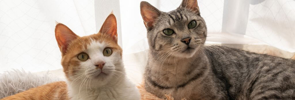 Does My Cat Need a Friend? two cats sitting together