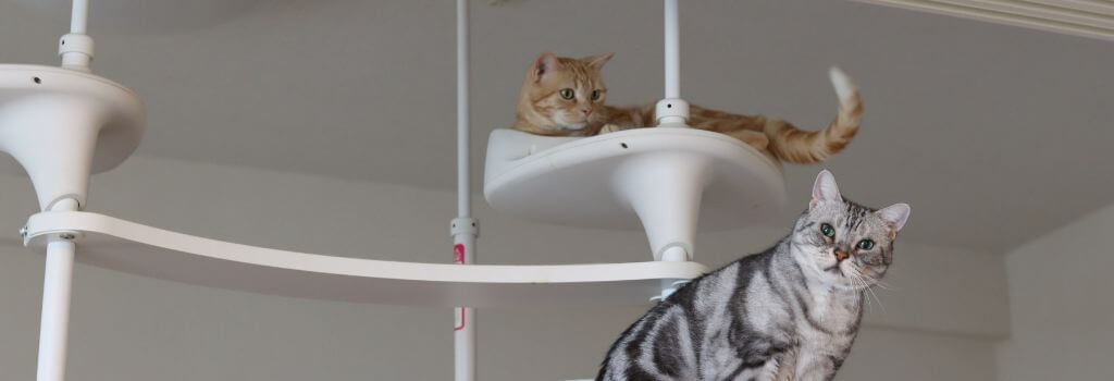 Does My Cat Need a Friend? two cats in a cat tower