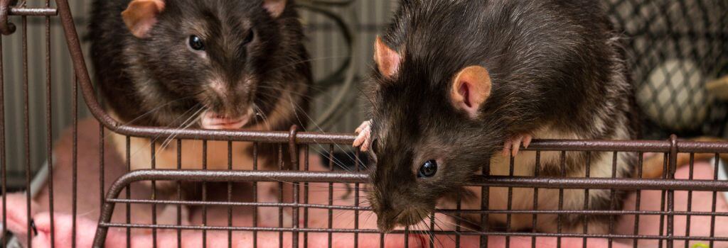 Two dark colored fancy rats in a cage