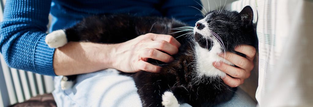 Cat diabetes
