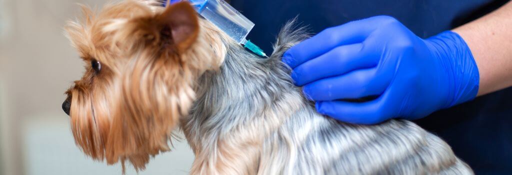 A dog receiving a core dog vaccination at the vet's office