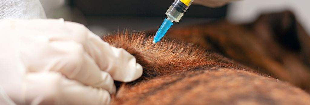 A close up of dog receiving a core dog vaccination at the vet's office