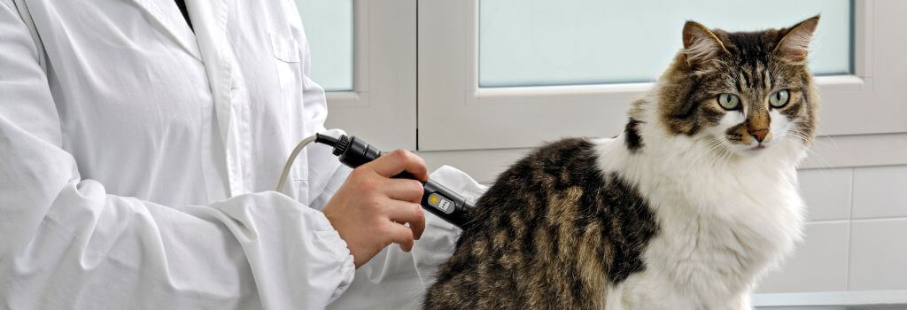 Veterinary laser therapy