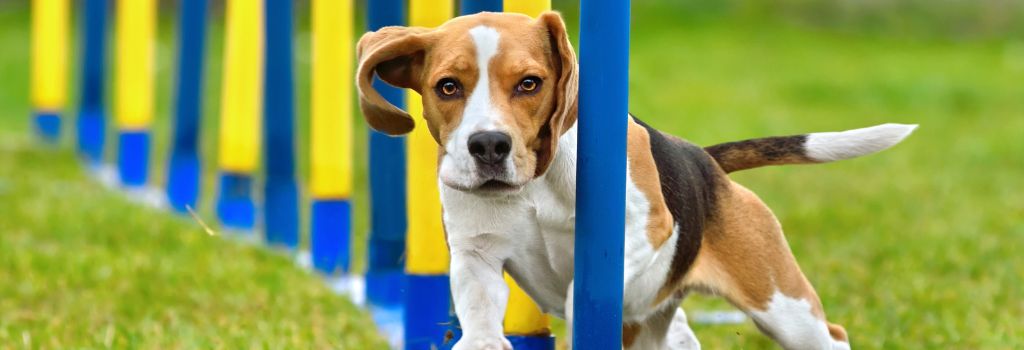 Dog running an agility course for pet enrichment