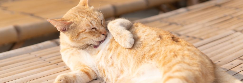 A cat relaxed and grooming itself