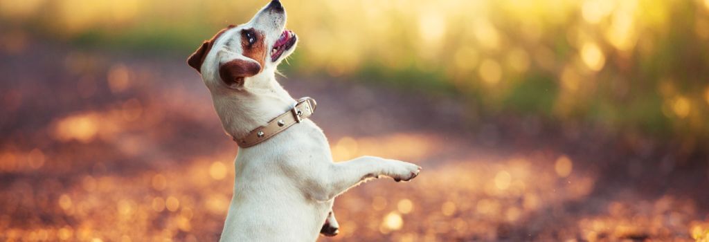 Dog being trained for dog obedience