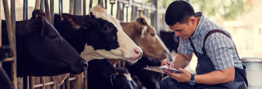 A veterinarian taking notes as they assess the health of a cattle herd
