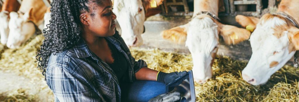 A veterinarian taking notes as they assess the health of a cattle herd