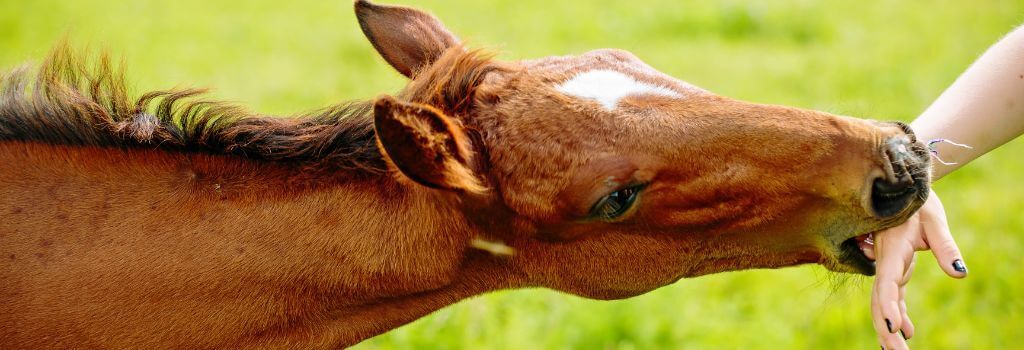 Unvaccinated horse bit a person, displaying rabies transmission.