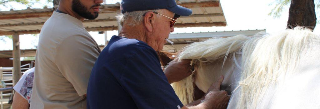 A team of veterinarians giving the rabies vaccination to a horse.