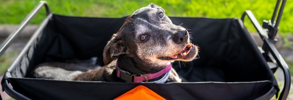 Senior black lab in wagon to help mobility.