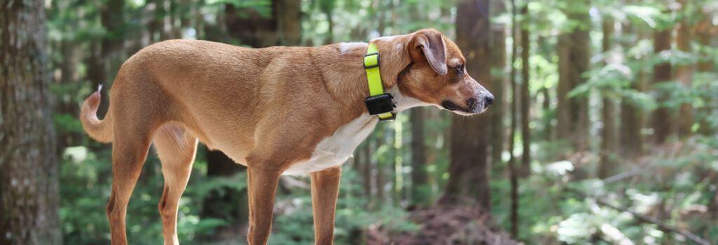 A dog with a smart GPS tracking collar