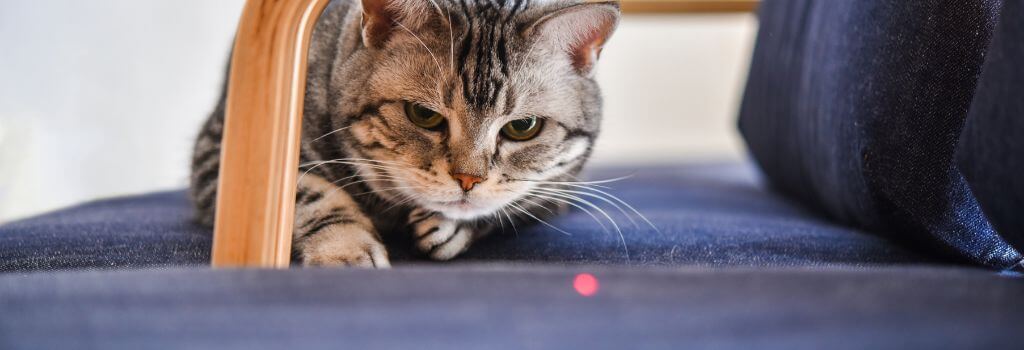 A cat playing and getting exercise with a smart laser toy