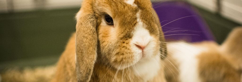 A pet rabbit in a rabbit habitat