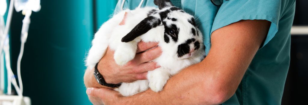 A veterinarian holding a pet rabbit during a visit