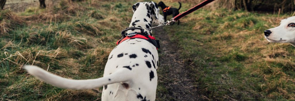 Dog walking on a leash