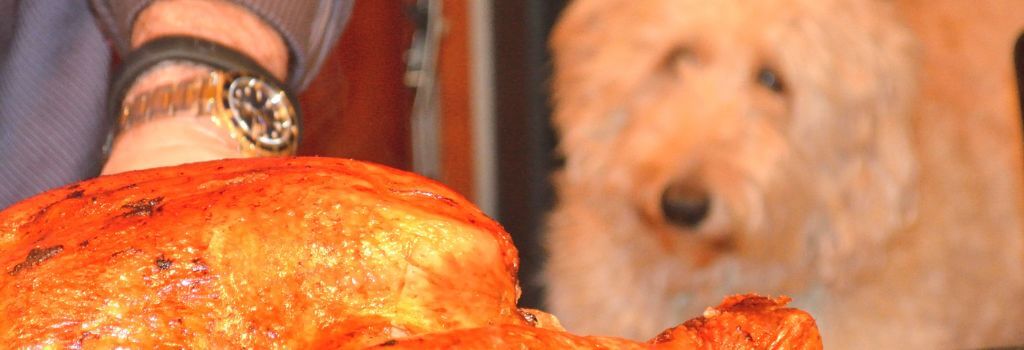 A dog watching as its owners prepare a holiday turkey