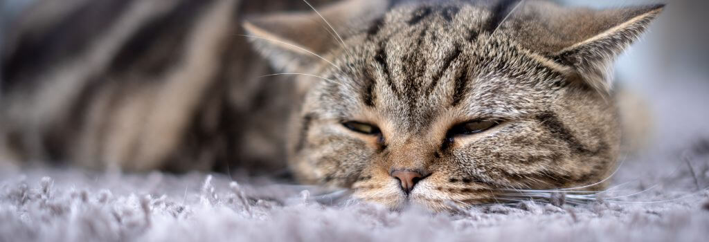 A cat with a stomach ache laying on carpet