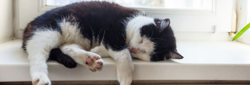 Older cat sleeping on a window sill