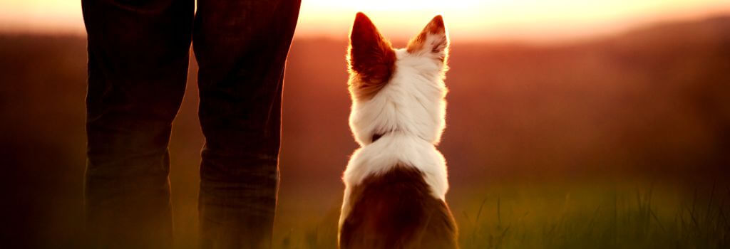 Dog and owner watching the sunset together