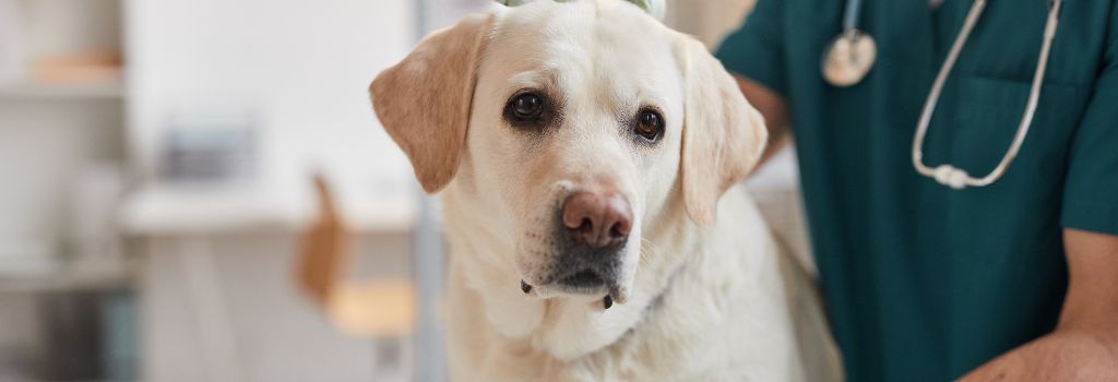 Dog getting a vaccination