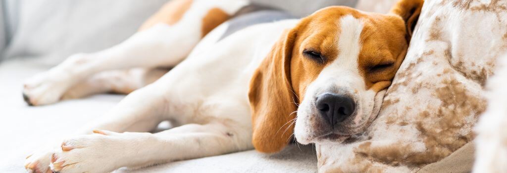 Dogs resting at home during kennel cough treatment