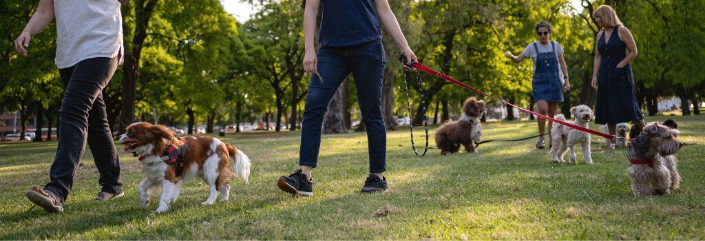 Dogs at dog park where canine influenza virus can spread