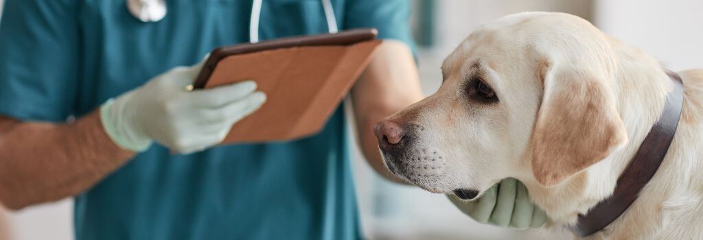 Dog with canine influenza virus at the vet for CIV treatment