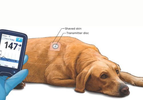 Continuous Glucose Monitoring for Diabetic Dogs with the FreeStyle 