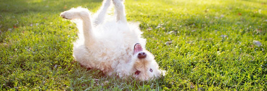 Dog rolling in grass, a common cause for dog allergies
