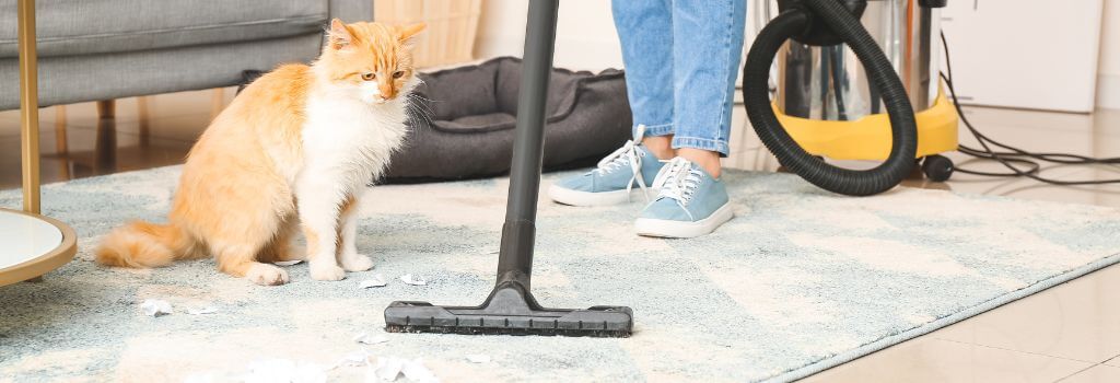 Cat watching owner vacuum, cats can be allergic to cleaners like carpet shampoos