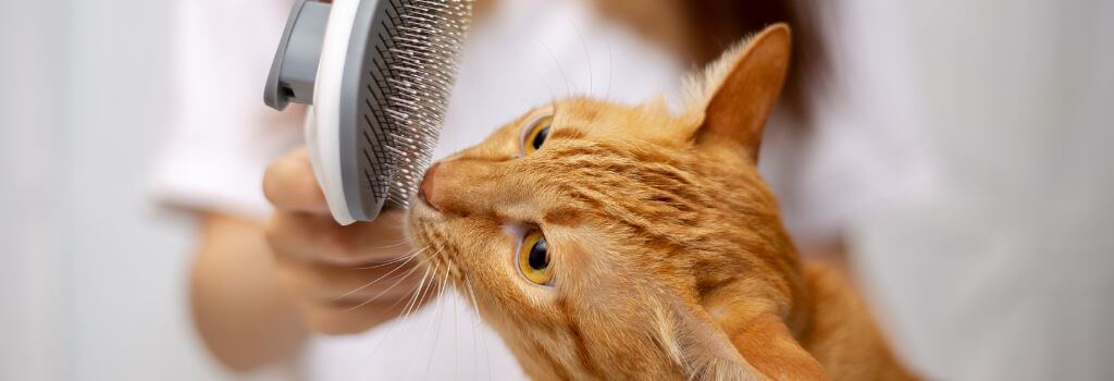 Orange cat sniff cat grooming brush