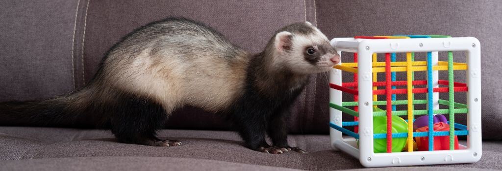 Ferret standing next to enrichment puzzle cube