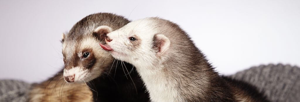 Two ferrets playing and licking each other