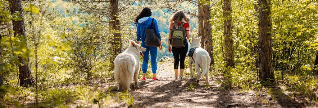 Dogs on a hike with their owners, flea and tick prevention