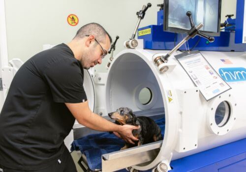 Dog in hyperbaric oxygen chamber for HBOT for dogs treatment at Calusa Veterinary Center