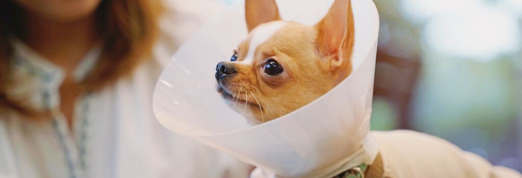 Dog wearing a cone after surgery, a good candidate for HBOT for dogs