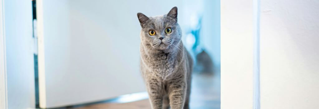 Grey cat, indoors, sitting in a door way